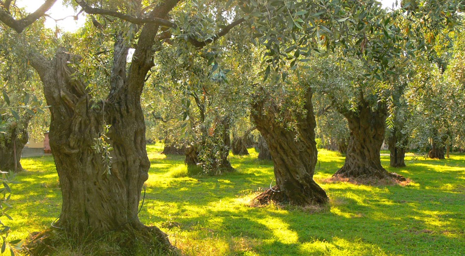 Prodotti e Servizi per Agricoltura e Allevamento